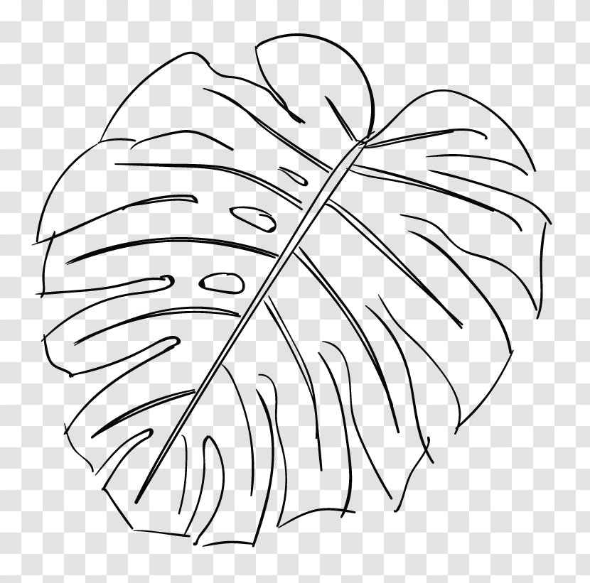 Swiss Cheese Plant Leaf Drawing Sketch - Frame - Monstera Transparent PNG