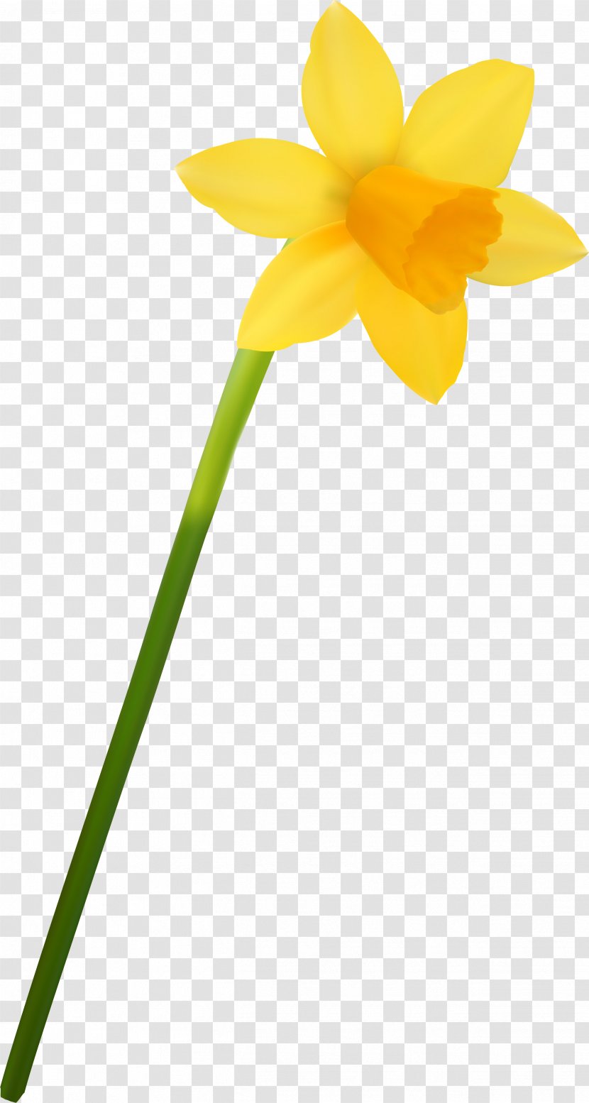 Daffodil Cut Flowers Plant Amaryllis - Ru - Narcissus Transparent PNG