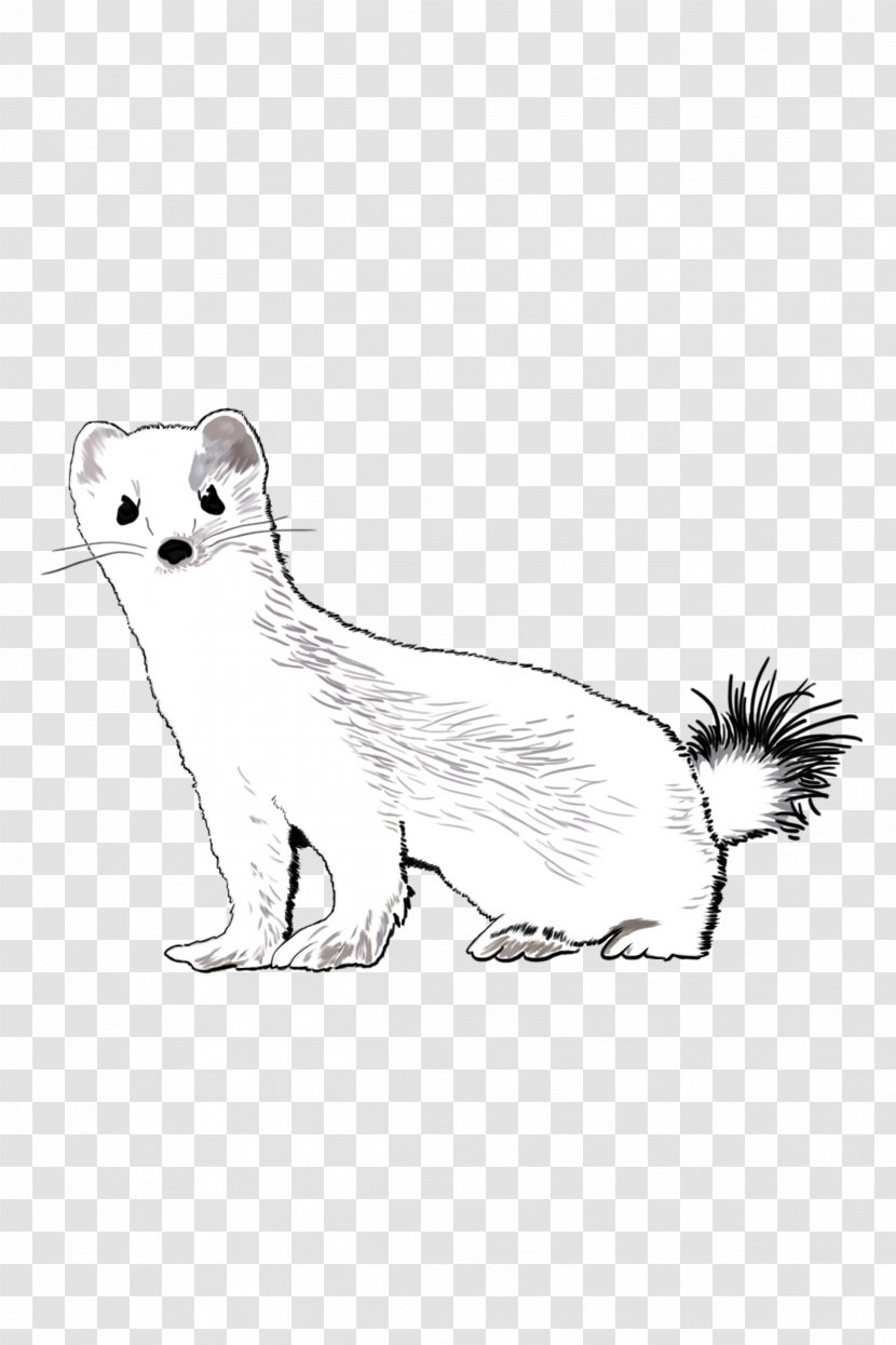 Stoat - Marten - Whiskers Mink Transparent PNG