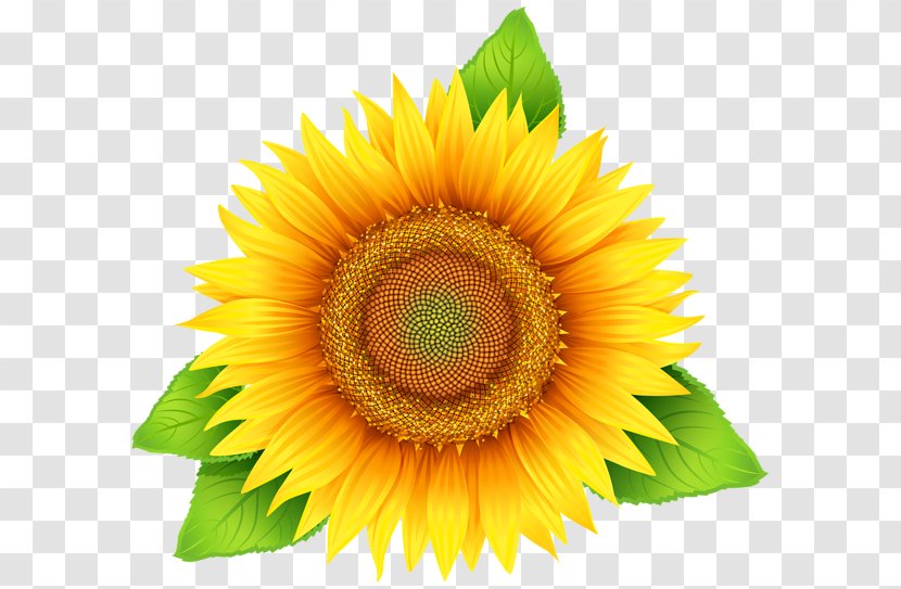 Common Sunflower Clip Art - Sunflowers - Yellow Flowers Transparent PNG