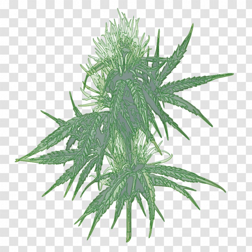 Cannabis Leaf Background - Plant - Weed Vascular Transparent PNG