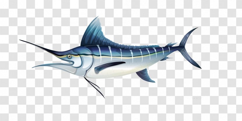 Atlantic Blue Marlin Royalty-free Illustration - Bony Fish - Beautiful Creative Picture Transparent PNG