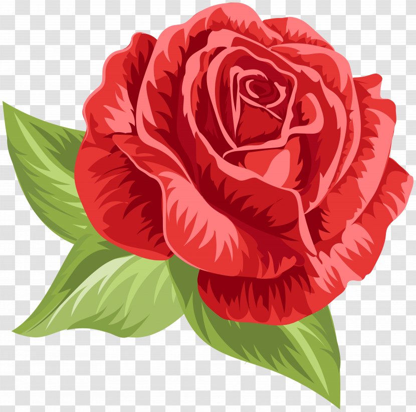 Garden Roses Cabbage Rose Floribunda Flower Clip Art Transparent PNG