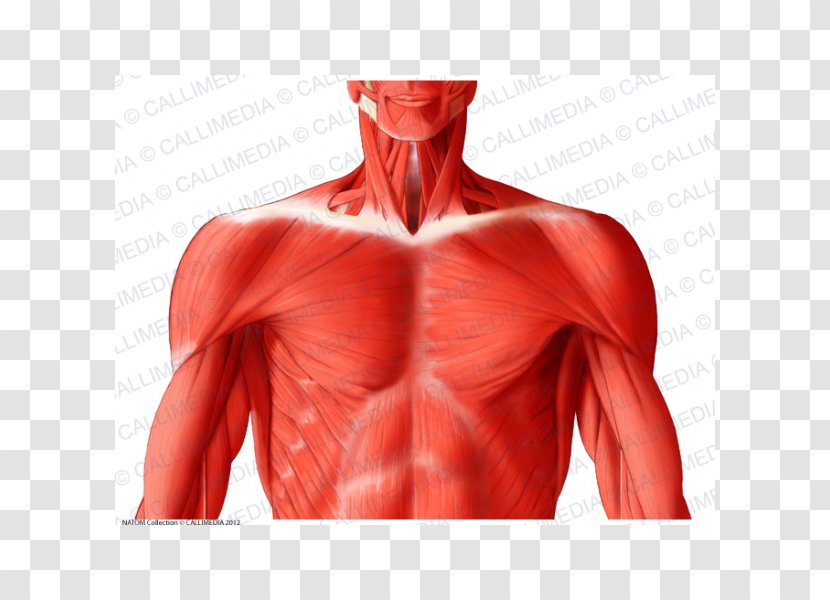 Trapezius Latissimus Dorsi Muscle Muscular System Anatomy - Flower - Superficial Temporal Nerve Transparent PNG
