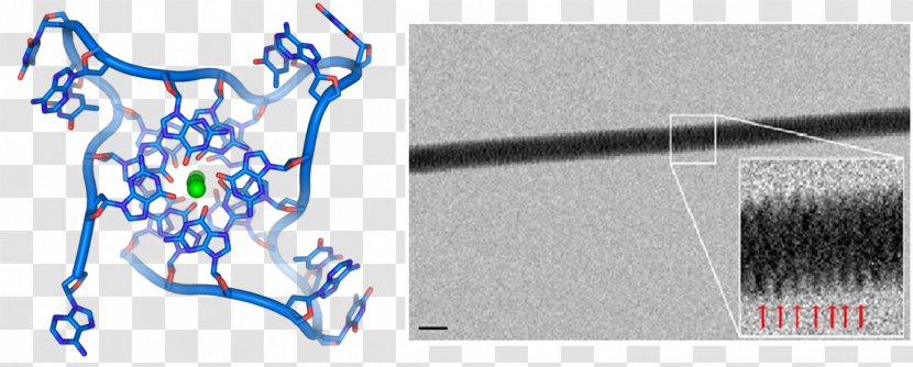 G-quadruplex Telomere DNA Nucleic Acid Double Helix Cell - Watercolor - Dna Day Transparent PNG