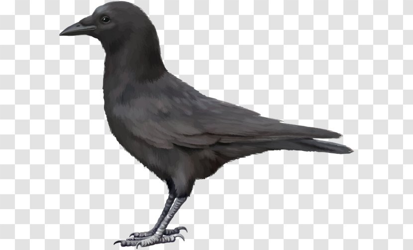 Carrion Crow - Beak Transparent PNG