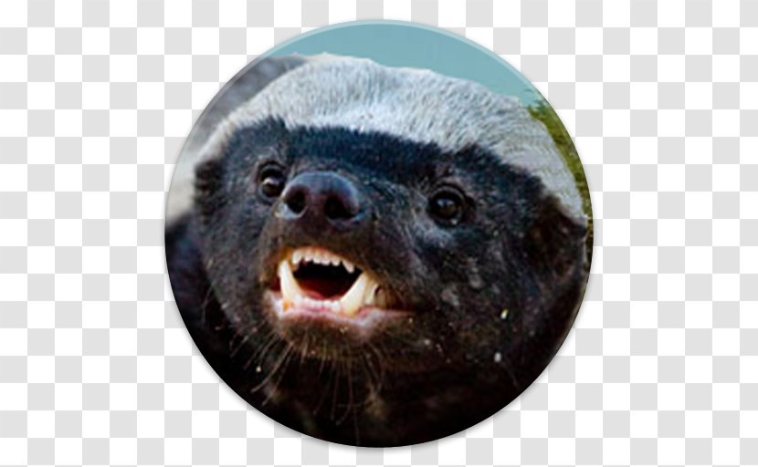 The Crazy Nastyass Honey Badger Wolverine Bee - Cobra Transparent PNG