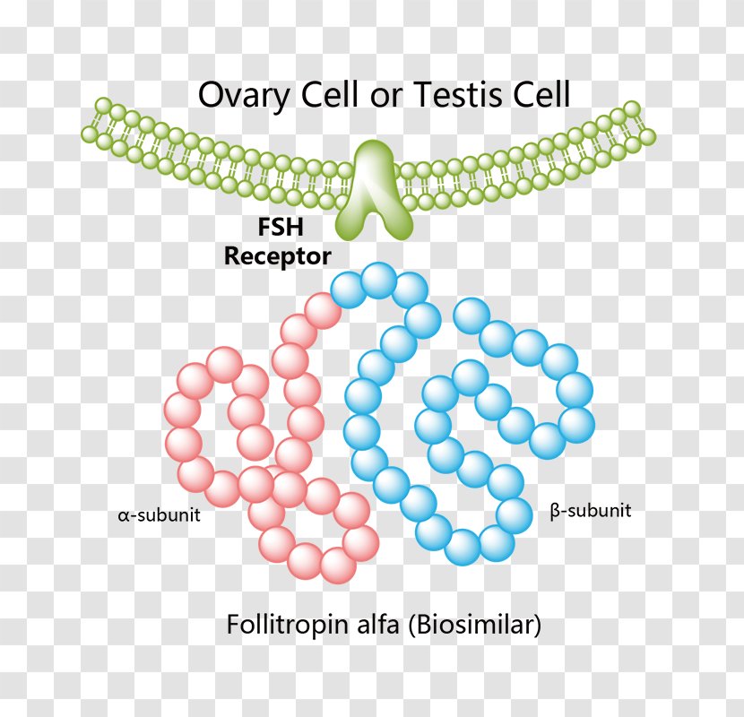 Follicle-stimulating Hormone Follitropin Beta Platelet-derived Growth Factor Receptor Recombinant DNA - Tree Transparent PNG