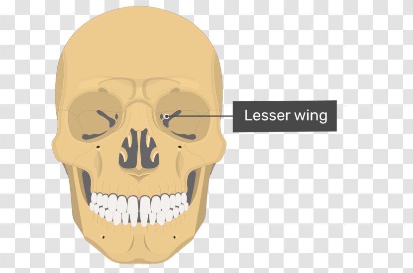 Vomer Lacrimal Bone Ethmoid Nasal Concha - Wings Transparent PNG
