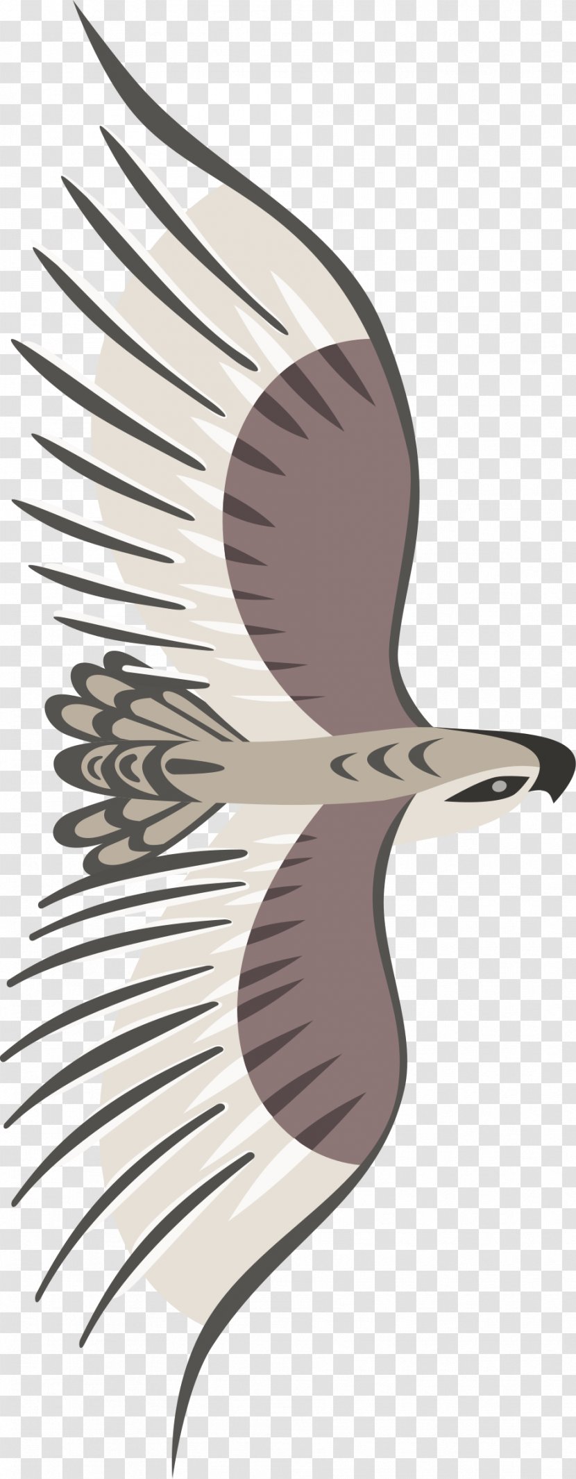 Bird Bald Eagle Clip Art - Of Prey - Golden Transparent PNG