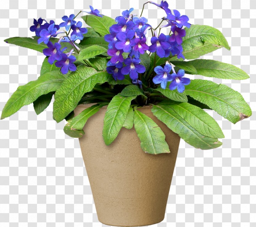 Flowerpot Plantes Et Fleurs Light - Borage Family - Potted Plants Transparent PNG
