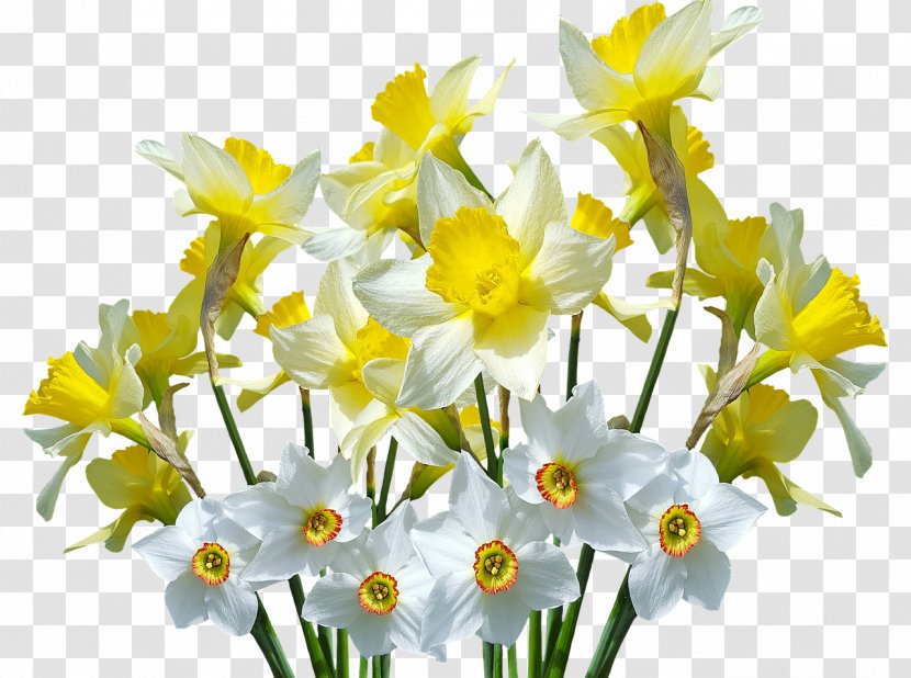 Wild Daffodil Flower - Grayscale Transparent PNG
