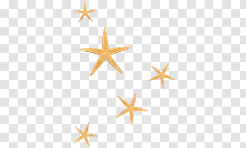 Starfish - Software - Pictures Transparent PNG