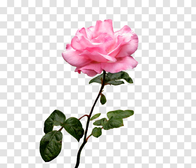 Rose Pink Flower Desktop Wallpaper Clip Art - Garden Roses Transparent PNG