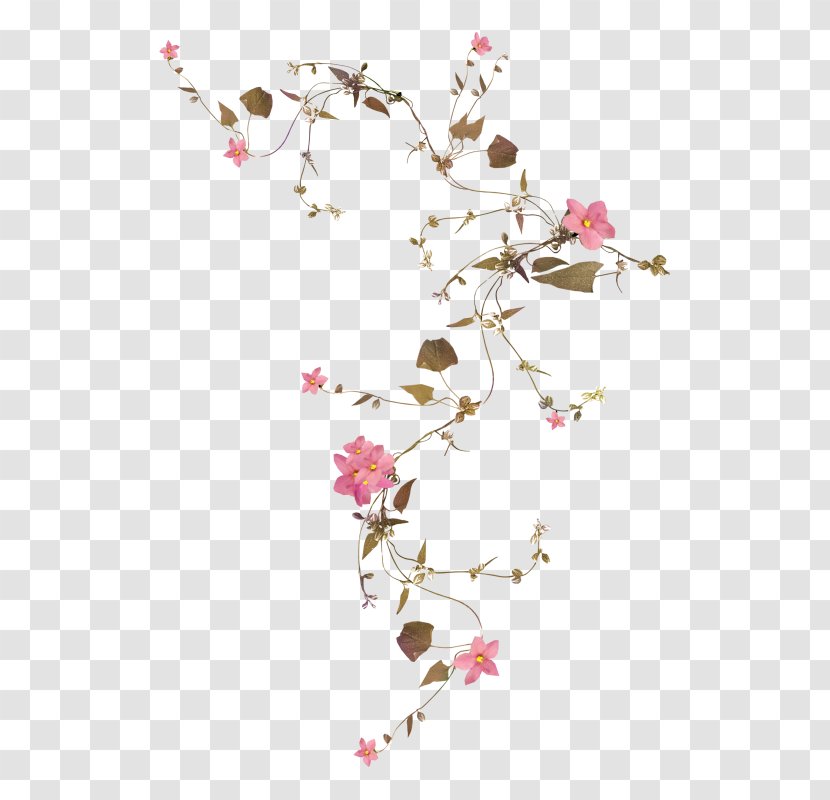 Flower Image Blossom Plants Vine - Cherry Transparent PNG