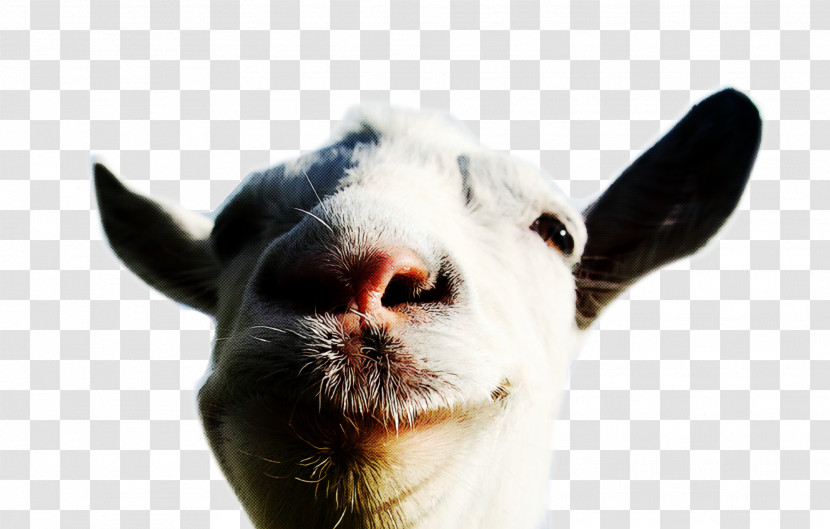 Goat Mmo Simulator Goat Simulator: Waste Of Space Goatz Goat Transparent PNG