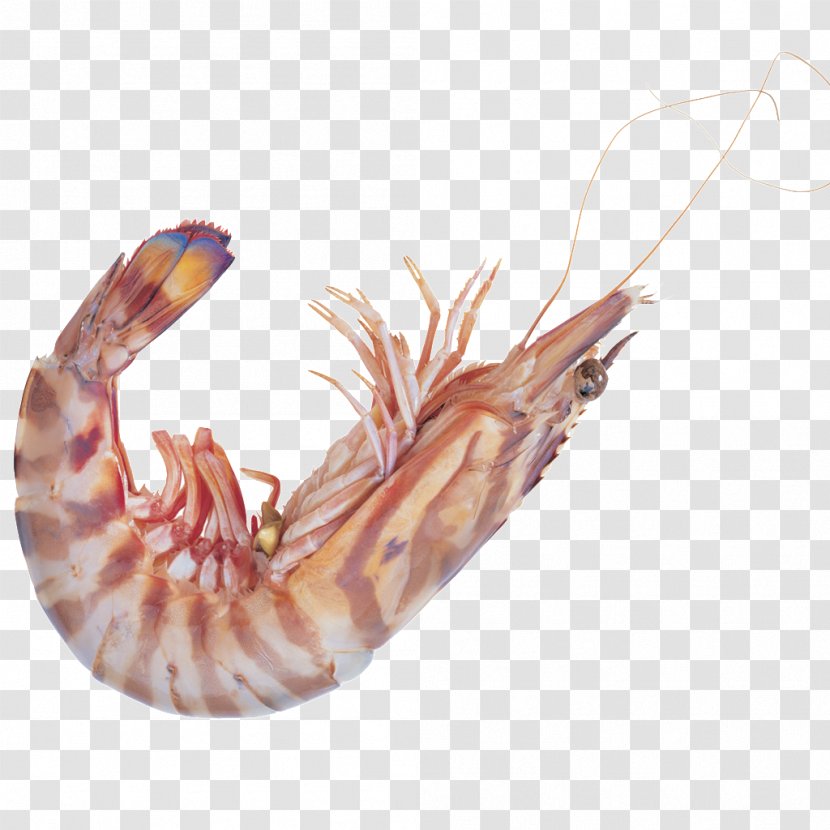 Seafood Shrimp Astaxanthin Icon - Animal Source Foods - Lobster Physical Map Transparent PNG