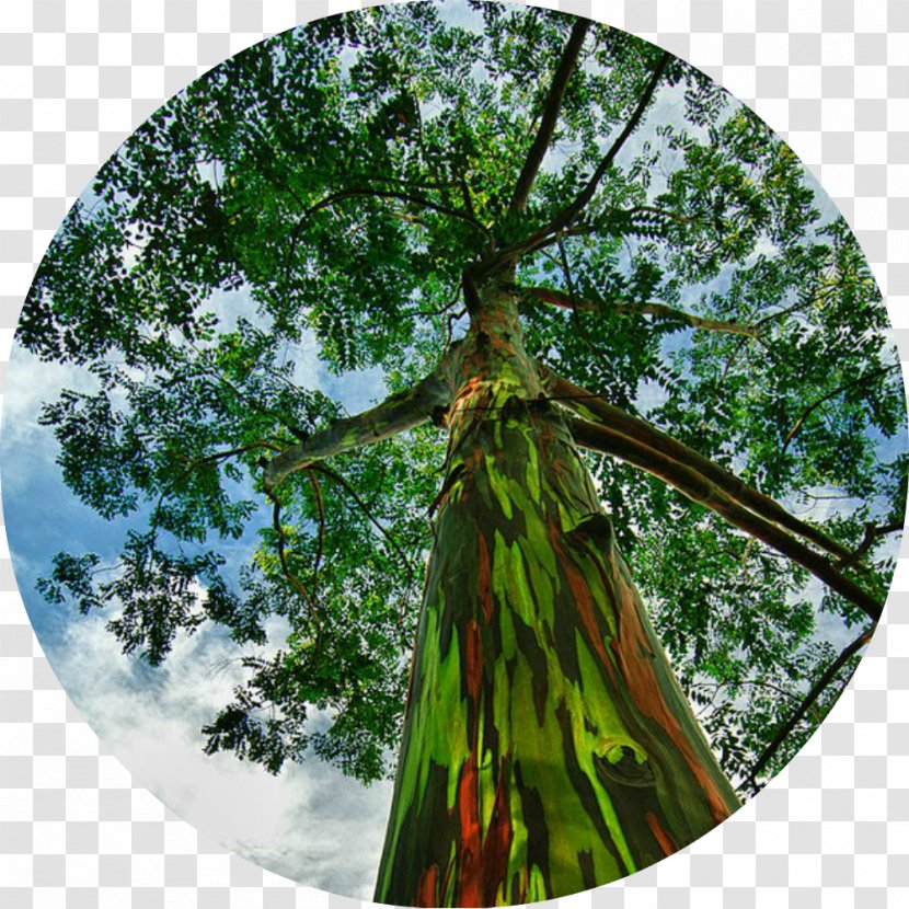 Rainbow Eucalyptus Tree Seed Camaldulensis Bark - Shrub Transparent PNG