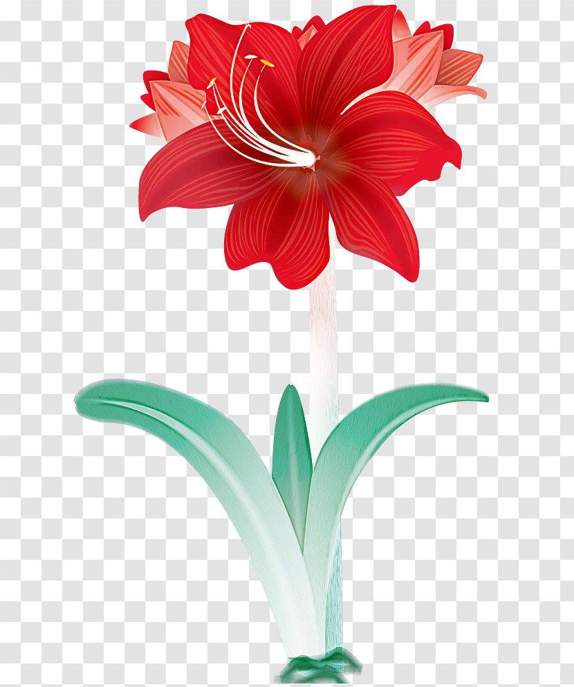 Lily Flower Floral Transparent PNG