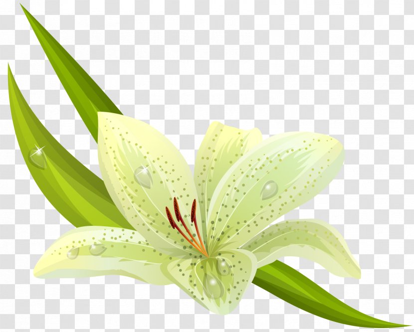 Easter Lily Lilium Bulbiferum Flower Stock Photography - Amaryllis Cliparts Transparent PNG