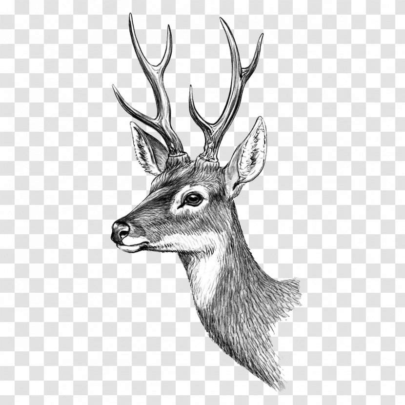 Reindeer Moose Red Deer Elk - Paper Transparent PNG