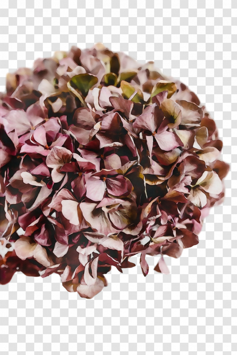 Petal French Hydrangea Flower Lilac M Hydrangea Transparent PNG