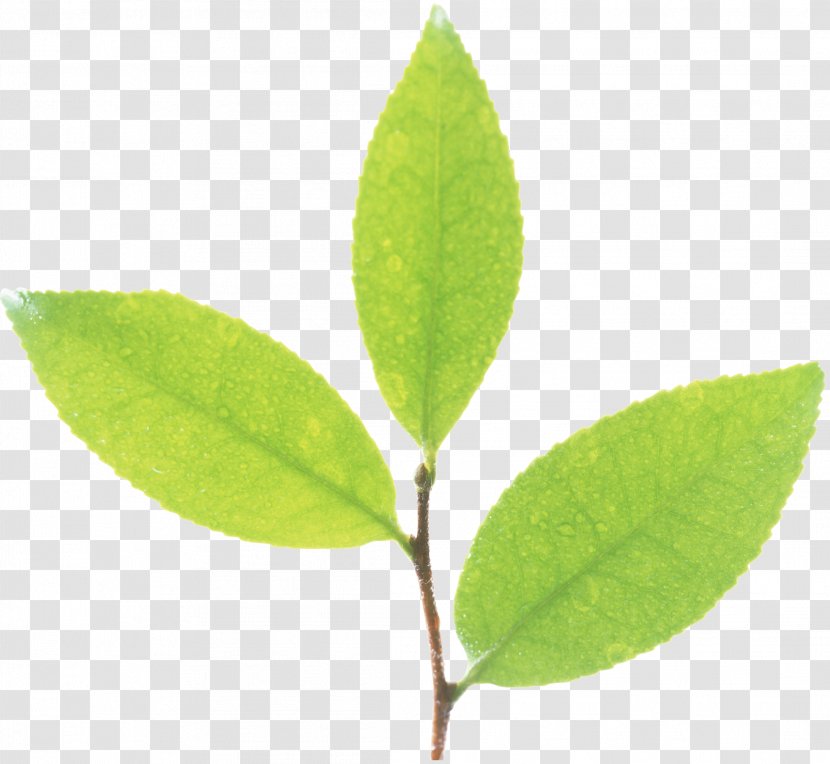 Leaf Plant Stem Flora Advertising - Akismet - Green Leaves Transparent PNG