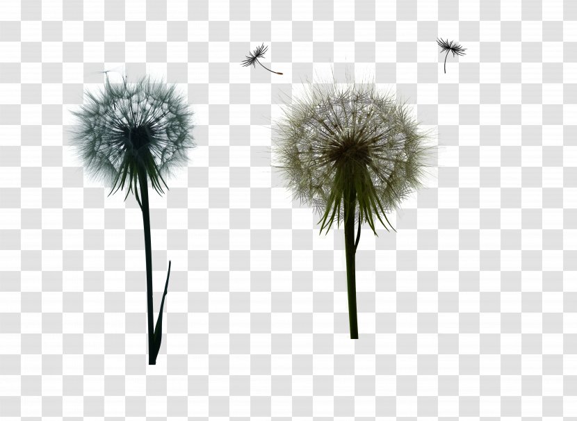 Dandelion Euclidean Vector - Flower - Fly Transparent PNG