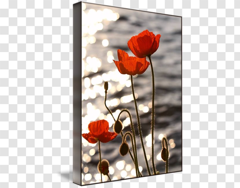 Common Poppy Sunset Lake Geneva Poppies - Floral Design - Seed Transparent PNG