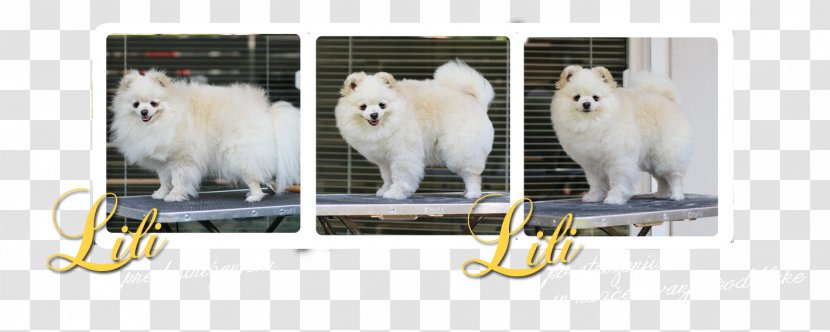 Dog Breed Samoyed Pomeranian Snout - Group - Lili Transparent PNG