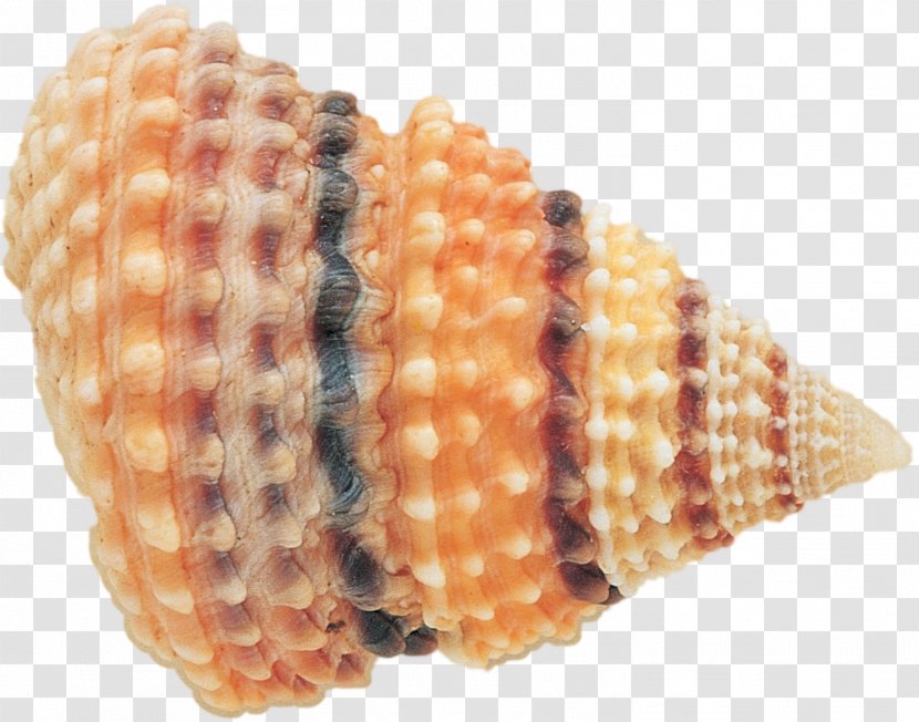 Seashell Clam Marine - Conch Transparent PNG