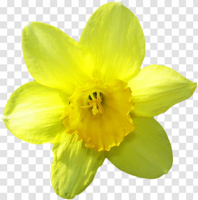 Narcissus Jonquilla IFolder Daffodil LiveInternet Petal - Rar Transparent PNG
