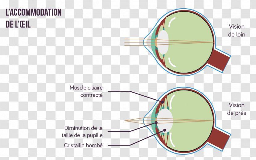 Glasses Accommodation Eye Lens Light - Ciliary Body Transparent PNG