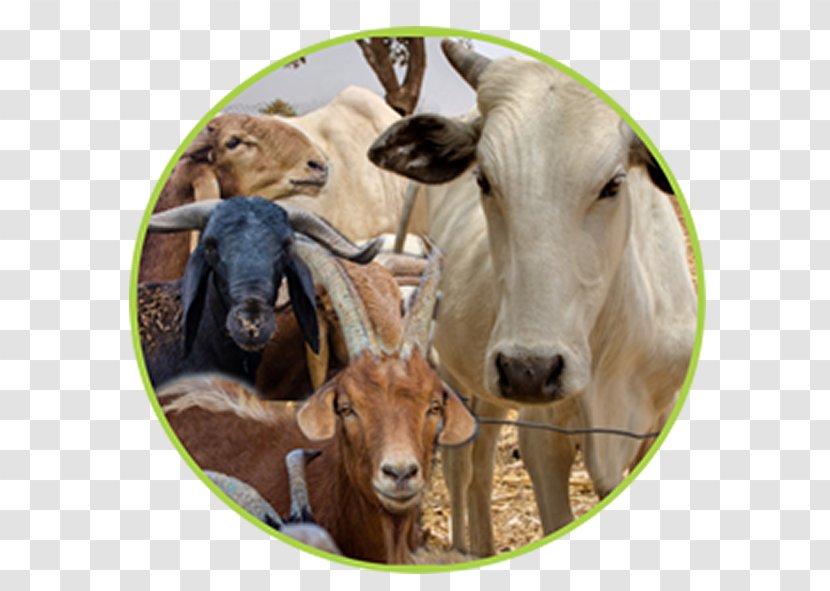 White Fulani Cattle Red Goat Fula People Livestock - Wildlife Transparent PNG