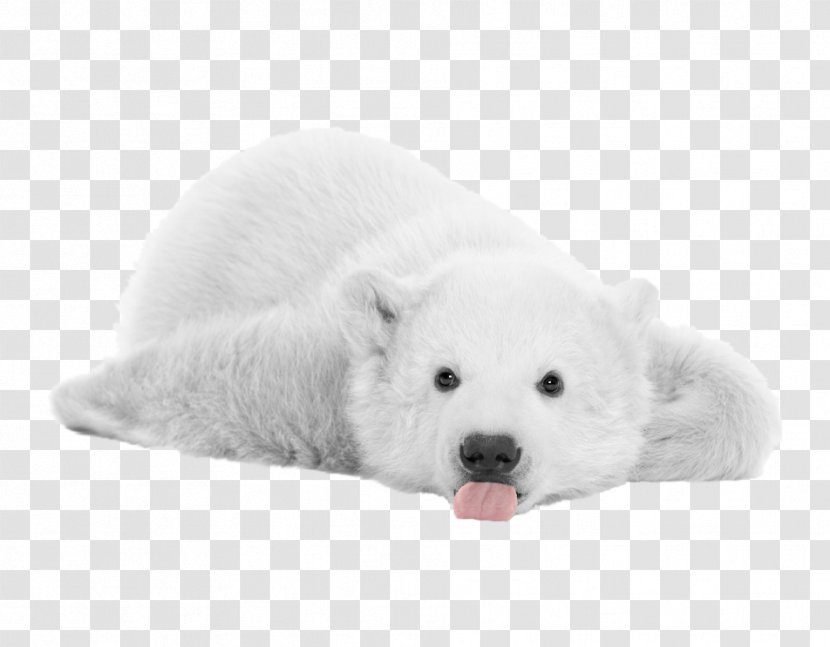 Polar Bear Icon - Watercolor - Pictures Transparent PNG