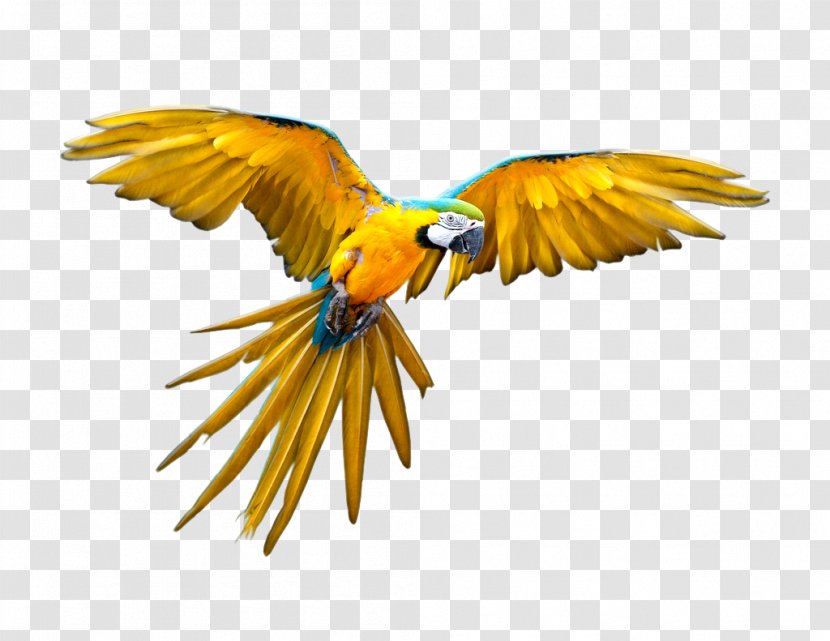 Parrot Bird Flight Scarlet Macaw - Stock Photography Transparent PNG