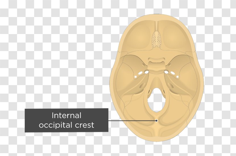 Occipital Bone Internal Protuberance Crest External Foramen Magnum - Anatomy - Brain Transparent PNG