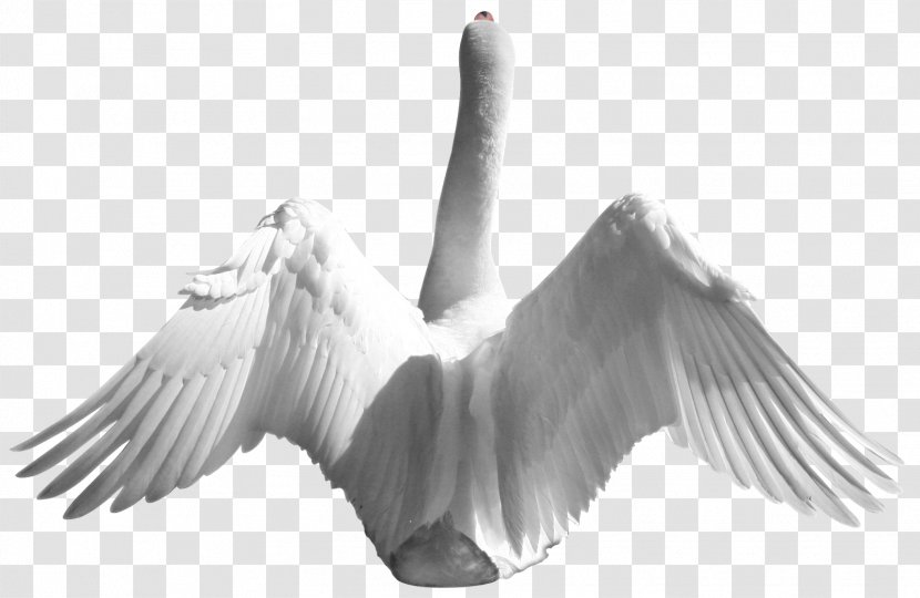 Mallard Bird Domestic Goose Duck Cygnini - Water - Swan Transparent PNG