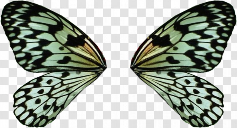 Monarch Butterfly Idea Leuconoe Moth Insect - Wing Transparent PNG