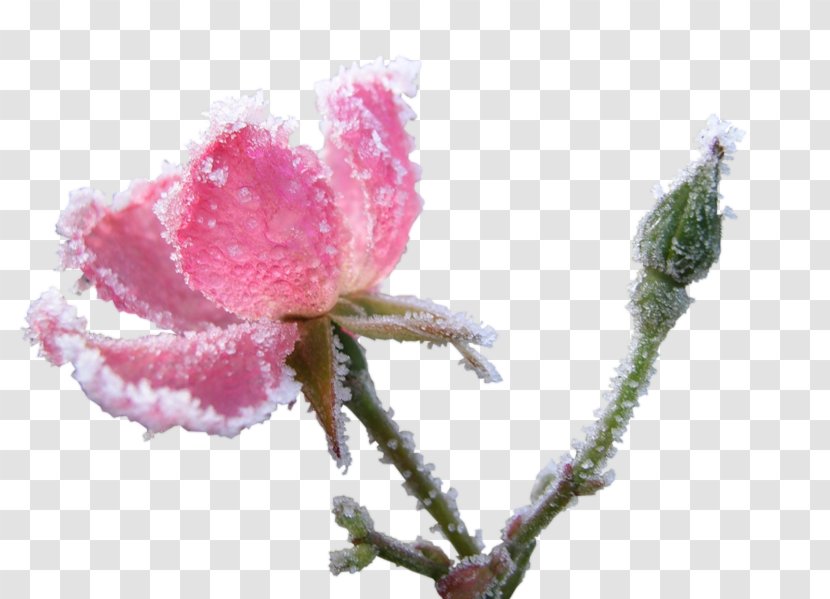 Painting Flower La Scala Painter Still Life - Pink Transparent PNG