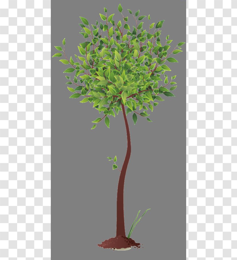 Root Tree - Shrub Transparent PNG