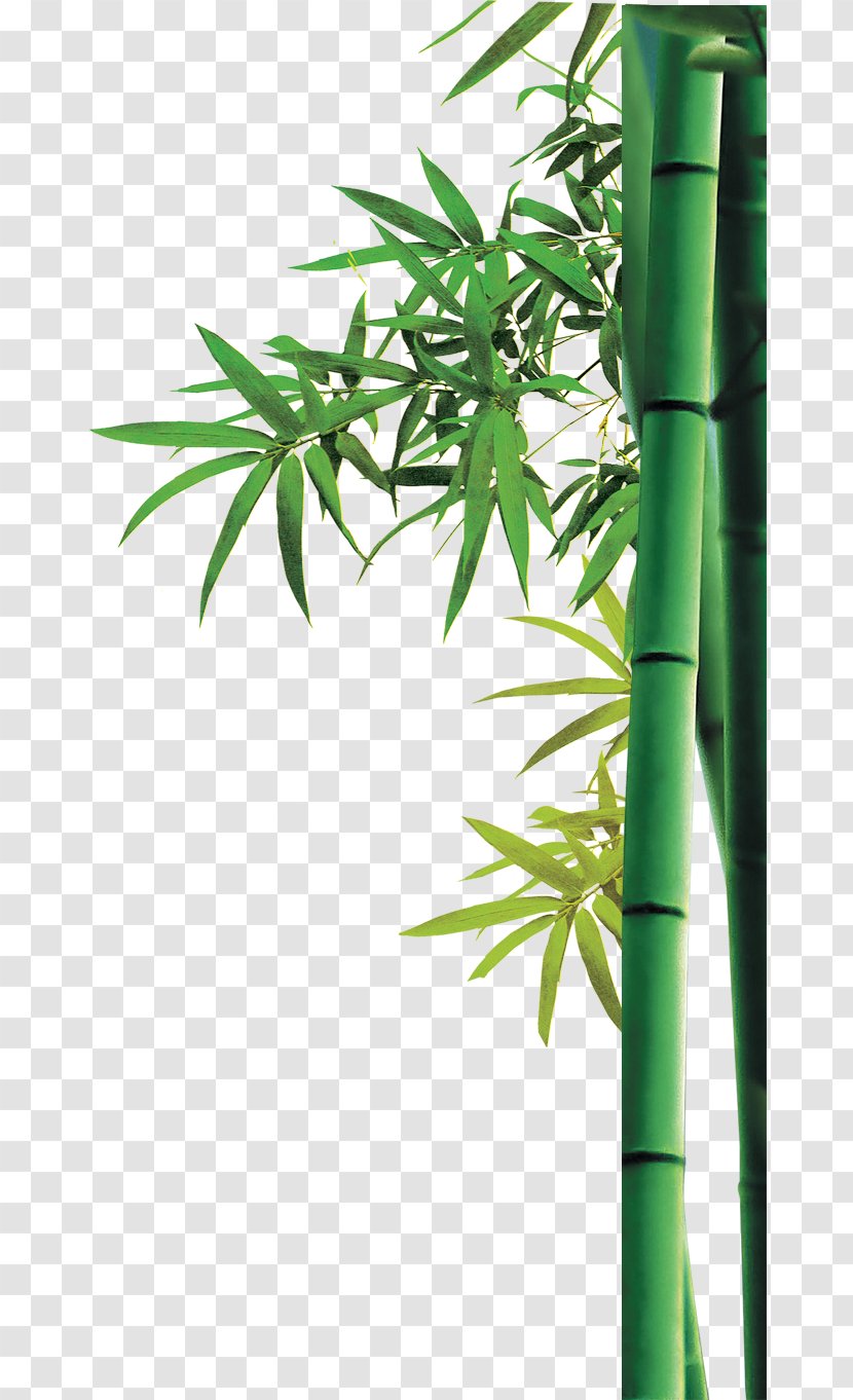 Bamboo - Dwg - Plant Stem Transparent PNG