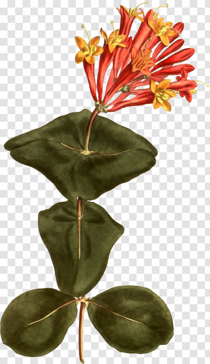 Lonicera Sempervirens Botany Botanical Illustration Trumpet - Heart - Honeysuckle Transparent PNG