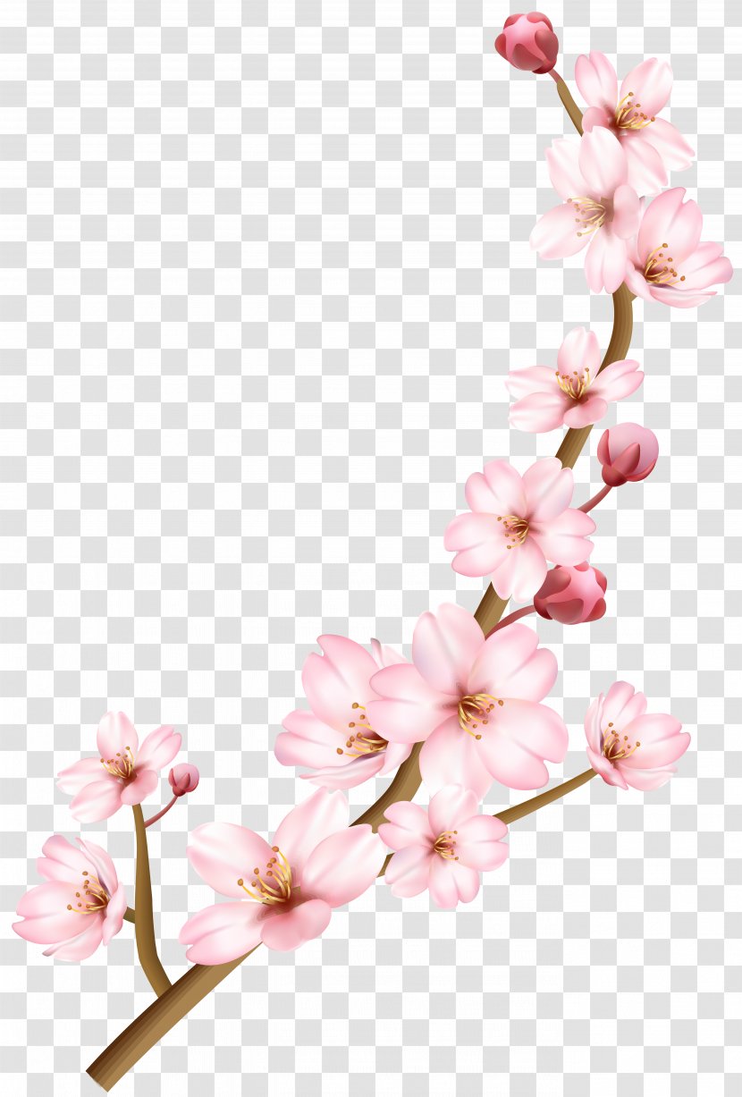 Cherry Blossom Image Branch - Cut Flowers Transparent PNG