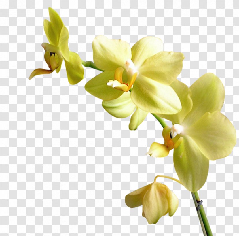 Flower Orchids Yellow Clip Art - Moth Orchid - Kartikeya Transparent PNG