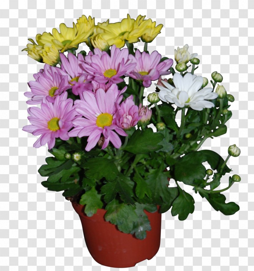 Chrysanthemum Flowerpot Garden Argyranthemum Frutescens - Chrysanths Transparent PNG