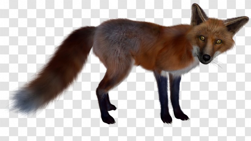 Red Fox Clip Art - Wildlife Transparent PNG