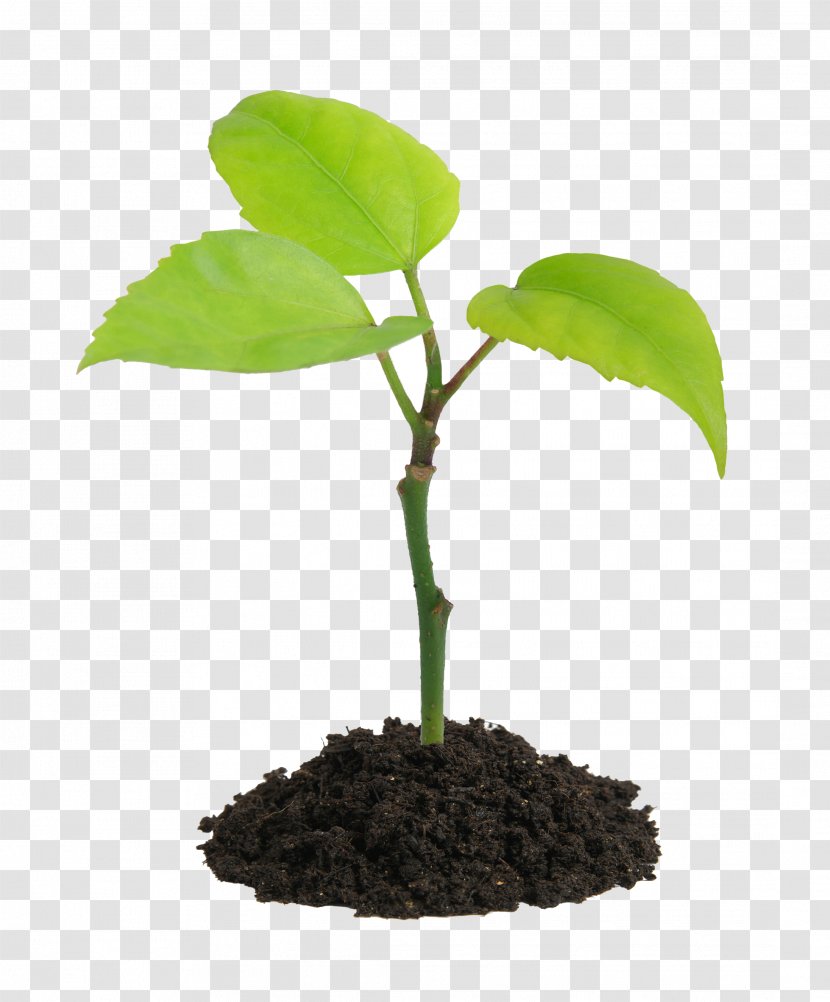 Plant Stock Photography Soil Seed - Root Transparent PNG