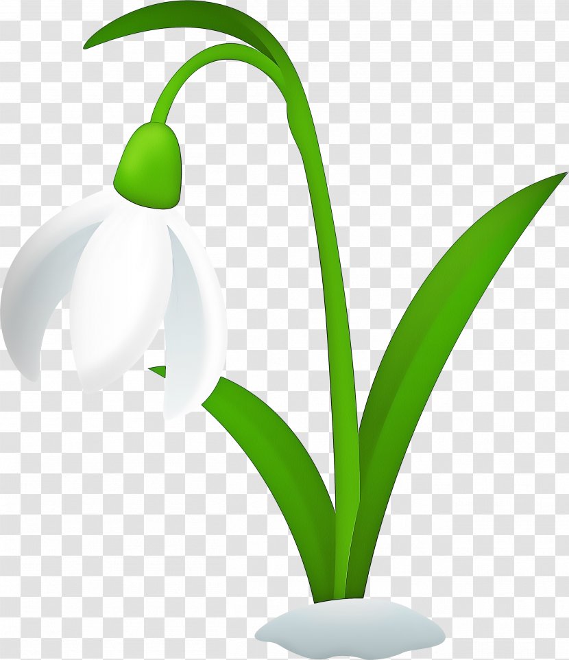 Summer Flower Background - Petal - Amaryllis Family Transparent PNG