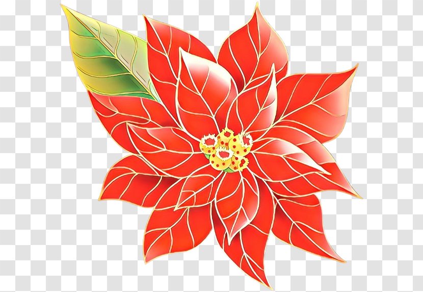 Flower Poinsettia Leaf Plant Petal Transparent PNG